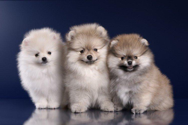 Photo de spitz de Poméranie