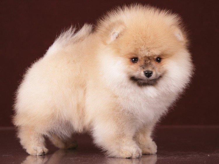 Photo de spitz de Poméranie