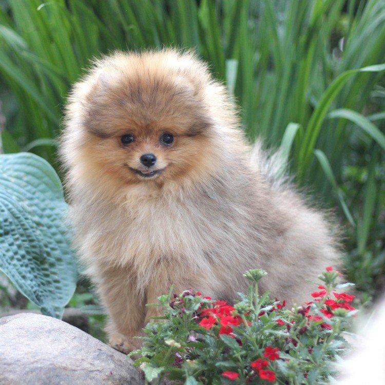 Photo de spitz de Poméranie