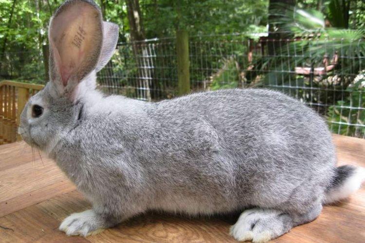 Flandre - Races à viande de lapin