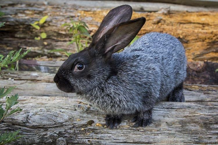 Argent Européen - Viande De Lapin