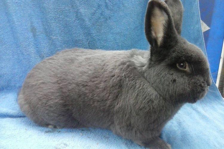 Bleu Vienne - Fourrure de Lapin