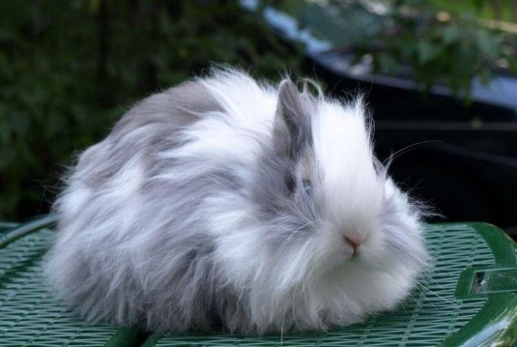 Teddy - Races décoratives de lapins