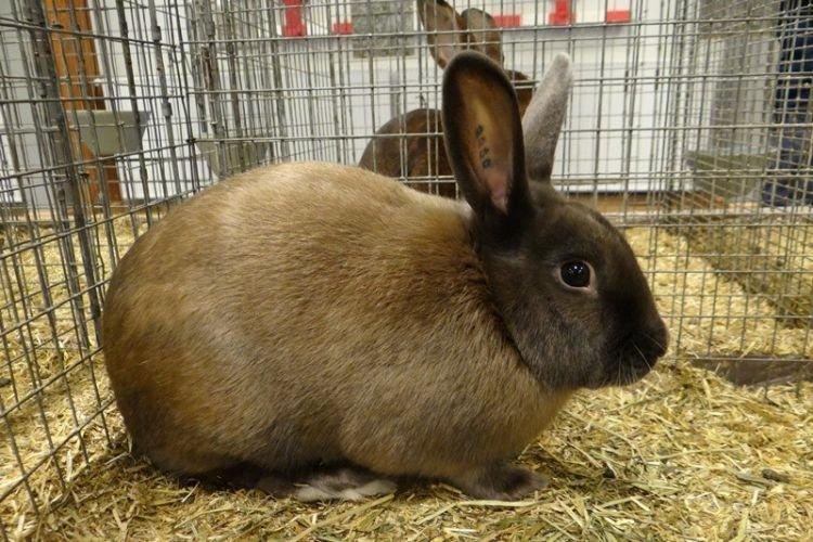 Satin miniature - Races de lapins décoratifs