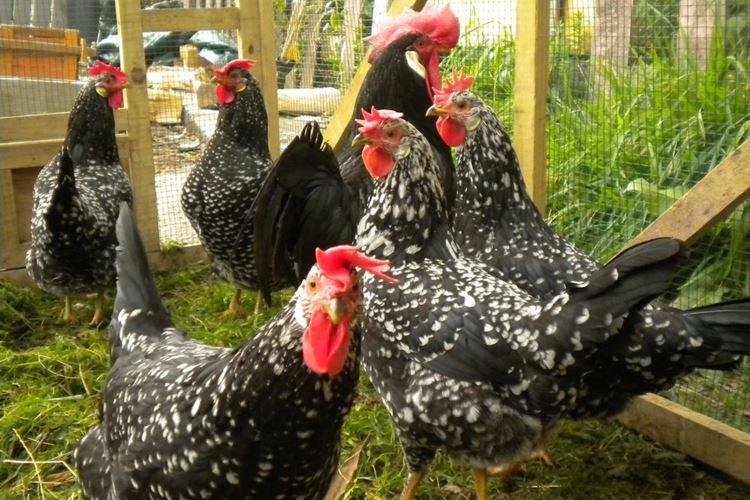 Ancône - Races de poules pondeuses