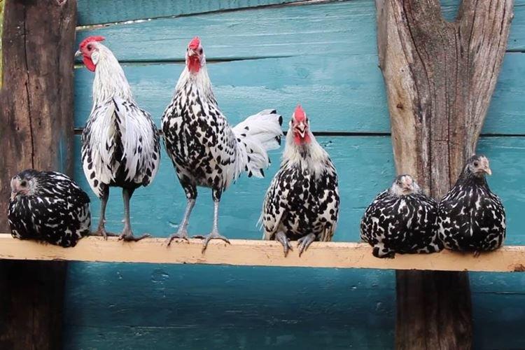 Hambourg - Races de poules pondeuses