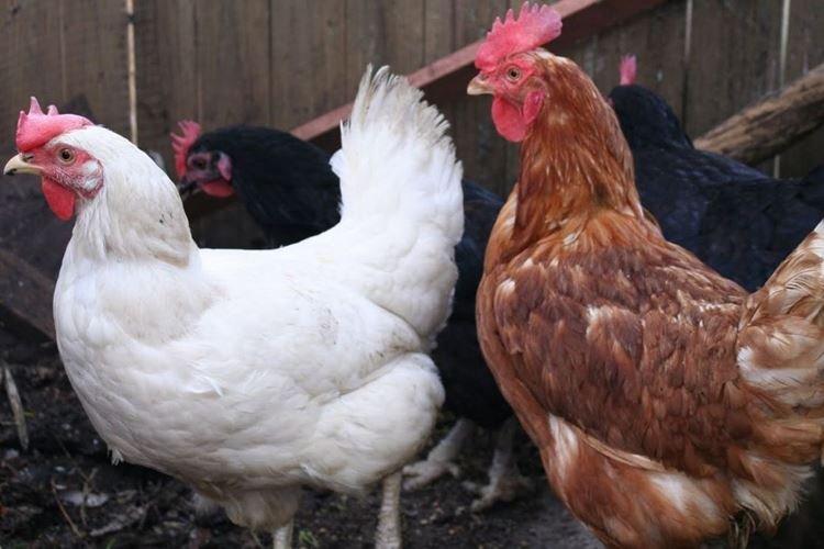 High Line - Races de poules pondeuses