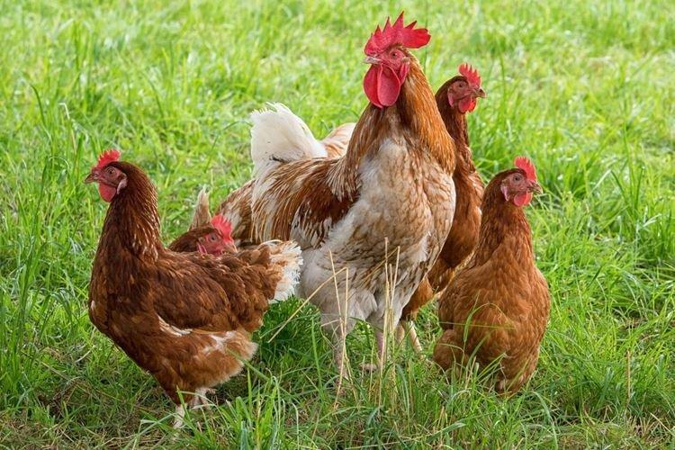 Lohman Brown - Races de poules pondeuses