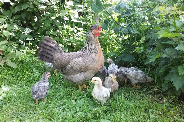 Pâques - Races de poules pondeuses