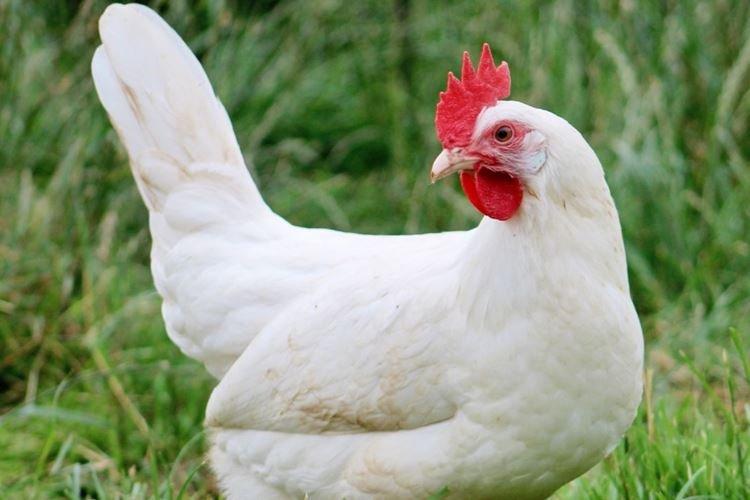 Russian White - Races de poules pondeuses