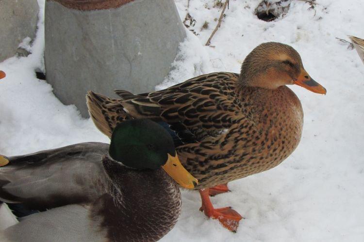 Ukrainien gris - Races à viande de canards