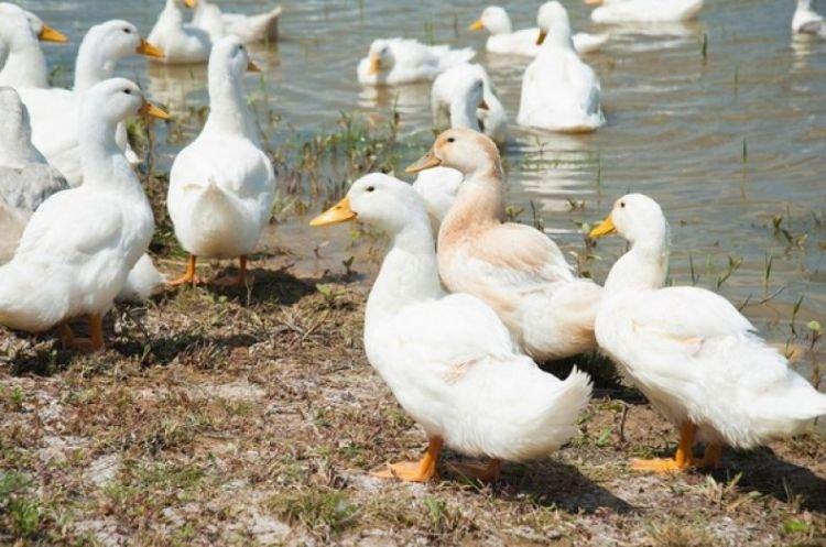 Moscow White - Races à viande de canards