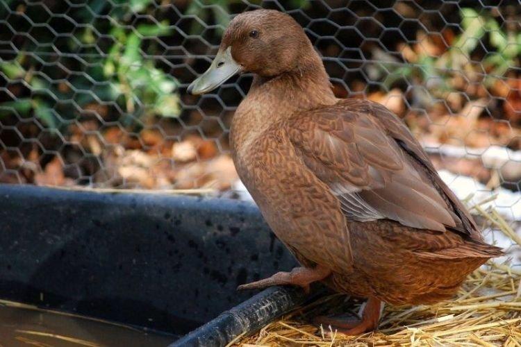 Khaki Campbell - Races de canard à la viande et aux œufs