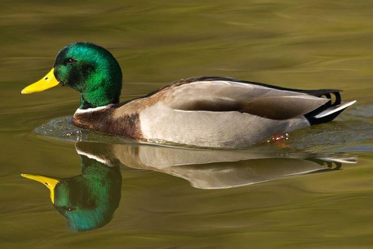 Miroir - Races de viande et d'œufs de canards