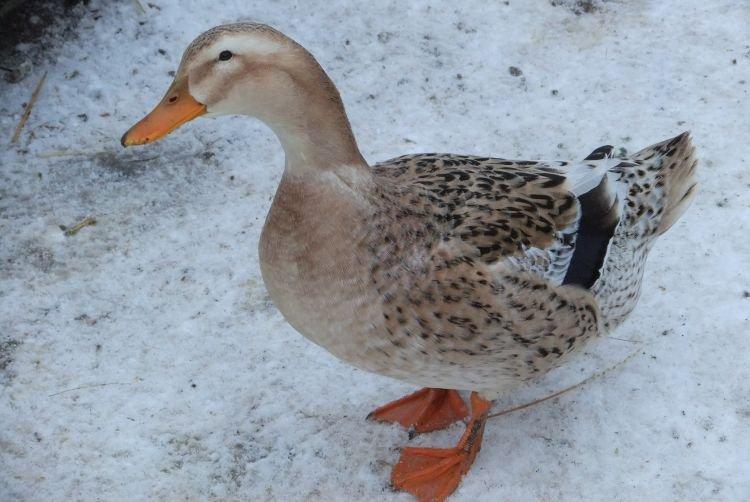 Couleur bachkir - Races à viande et à œufs de canards