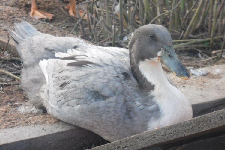 Coup de coeur - Races de viande et d'œufs de canards