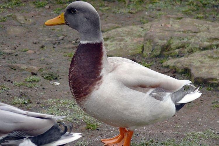 Saxon - Races de viande et d'œufs de canards