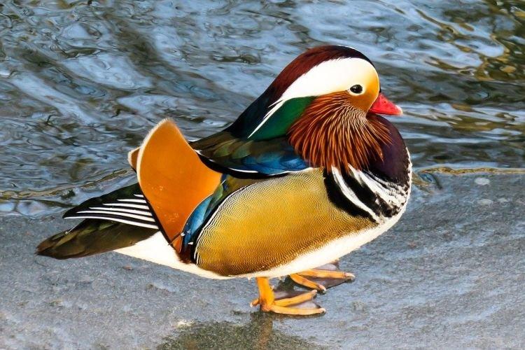 Canard mandarin - Races de canards décoratifs