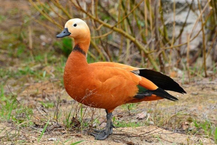 Ogar - Races ornementales de canards