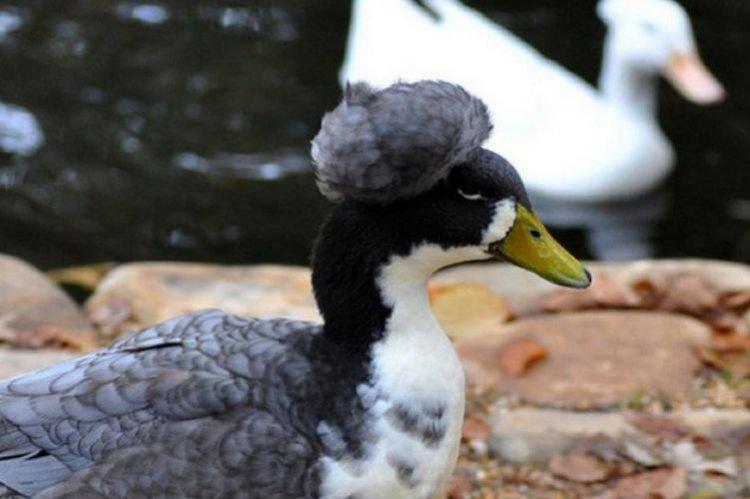Crête - Races ornementales de canards