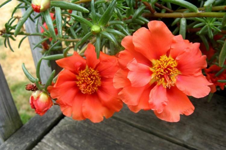 Caractéristiques générales - Pourpier