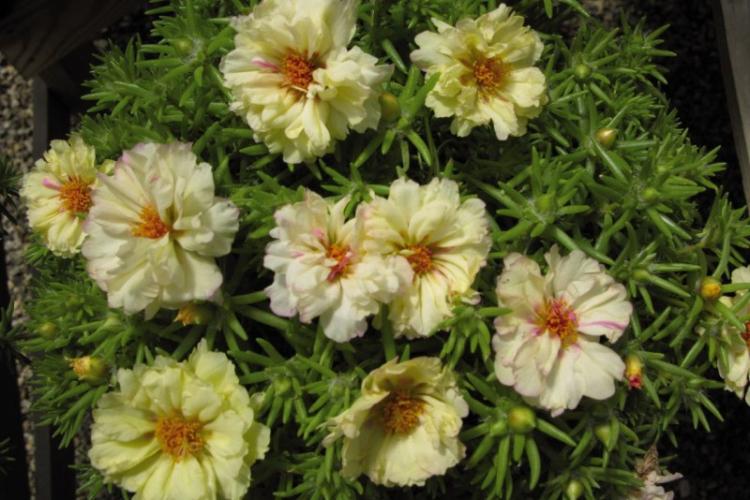 Crème - Types de pourpier