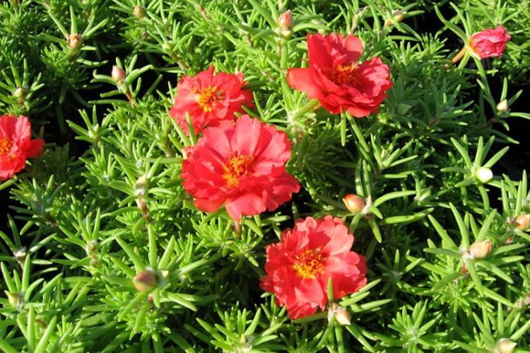 Pourpier écarlate - Types de pourpier