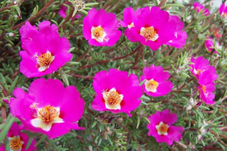 Éclairage - Entretien du pourpier