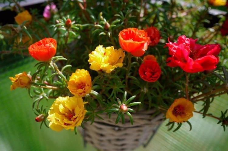 Engrais et alimentation - Soin du pourpier