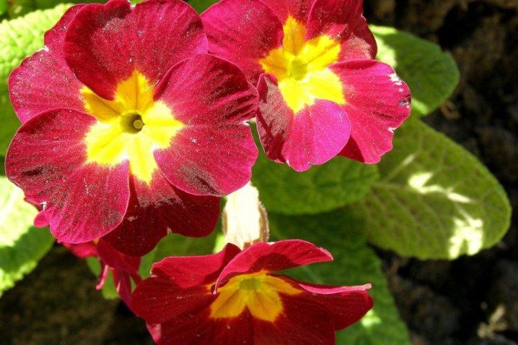 Chyu Primevère - Espèce de Primevère