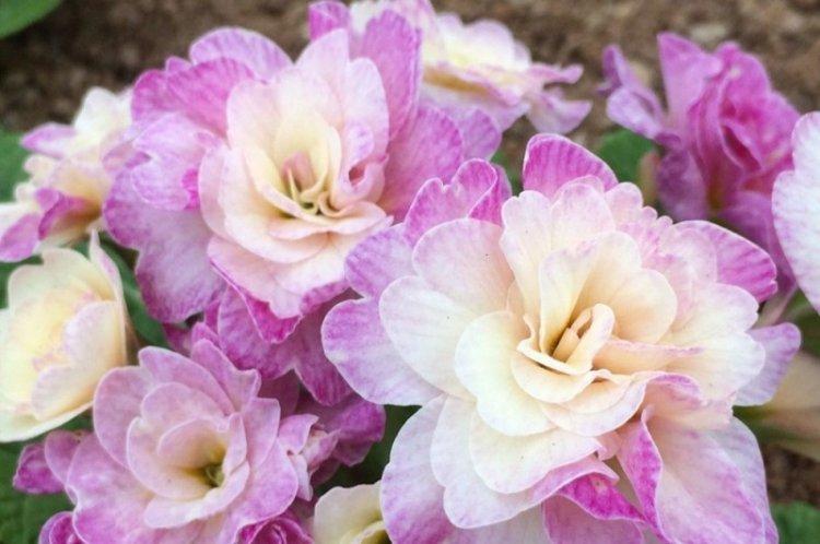 Primevère Terry - types de primevère