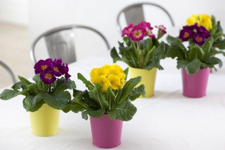 Primevère conique inversée - types de primevère