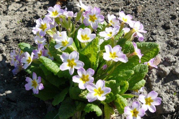 Éclairage - Primrose Care