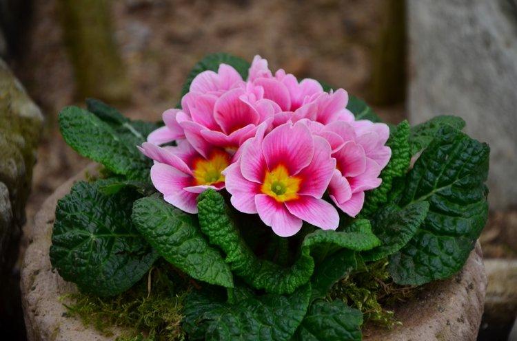 Primula - photo