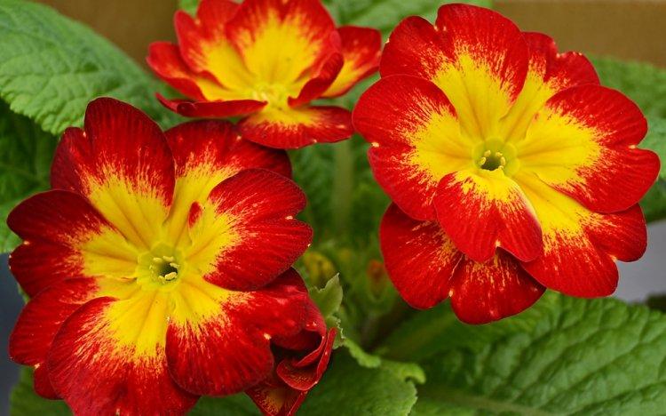 Primula - photo