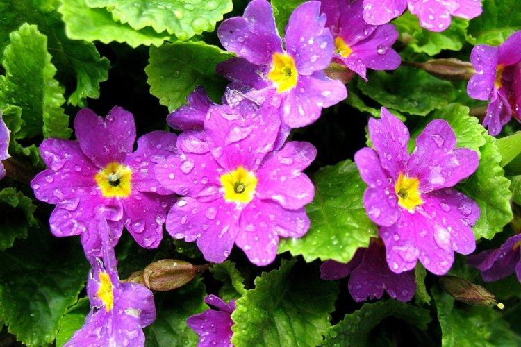 Primula - photo