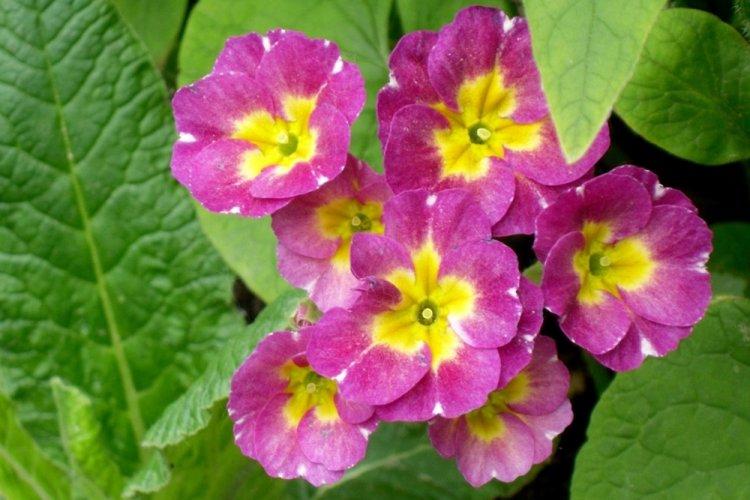 Primula - photo