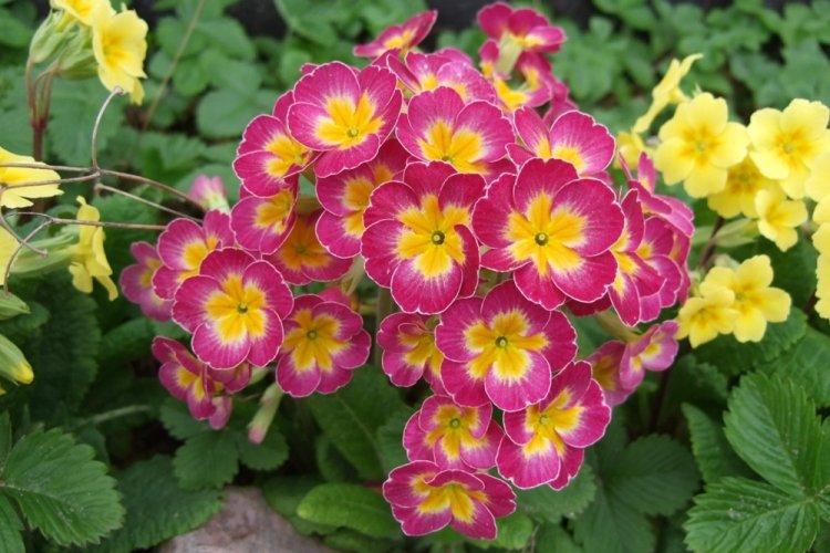Primula - photo