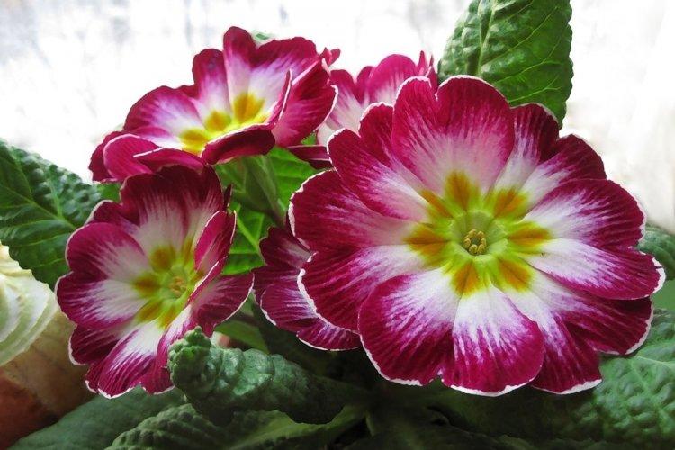 Primula - photo