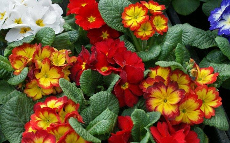 Primula - photo