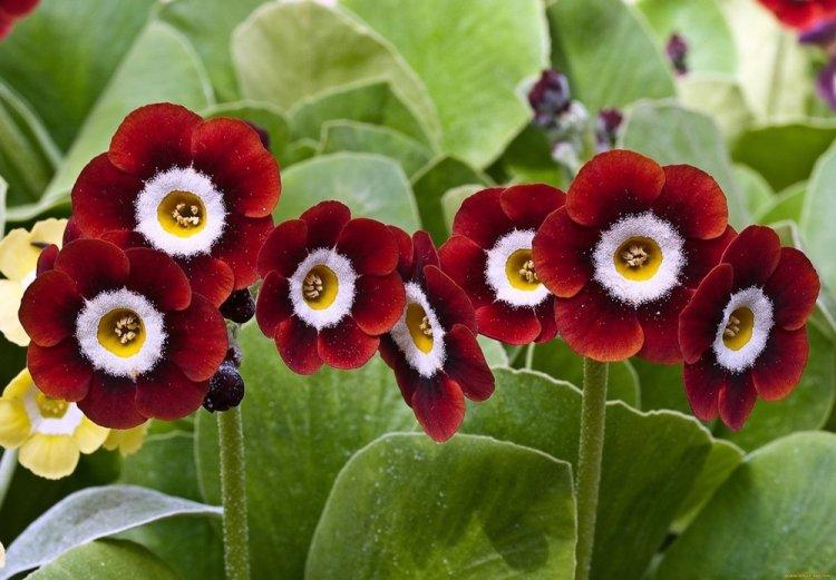 Primula - photo