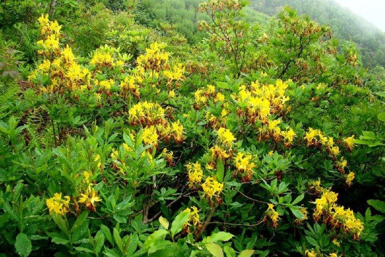 Rhododendron jaune - Espèce de Rhododendron