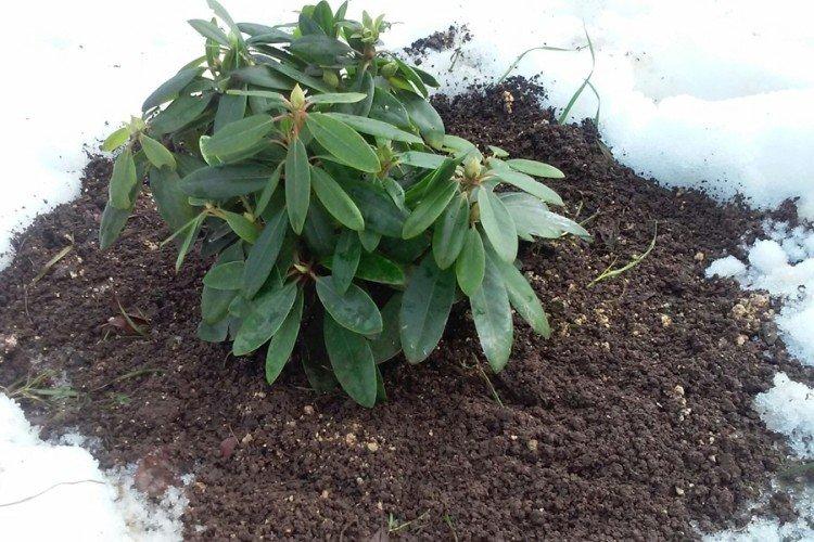 Température et éclairage - Rhododendron Care