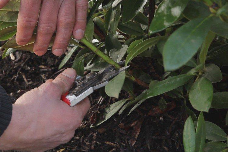 Taille - Soins Rhododendron