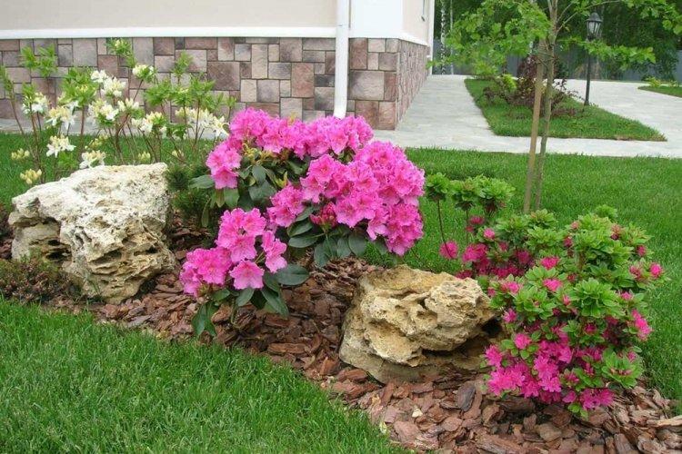 Rhododendron - photo