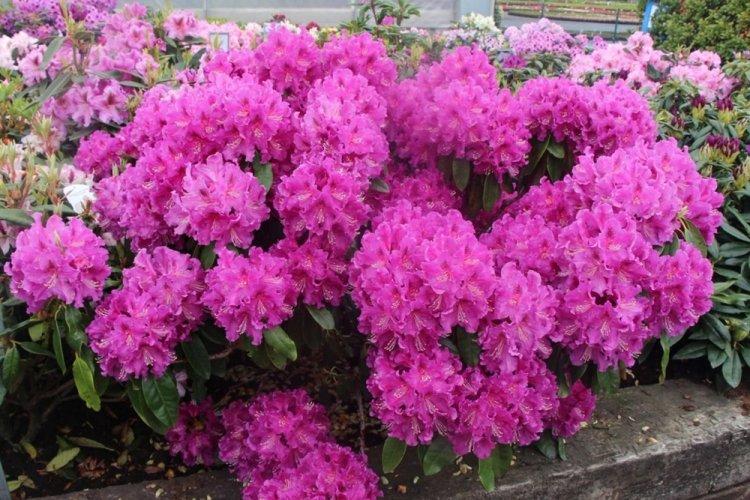 Rhododendron - photo