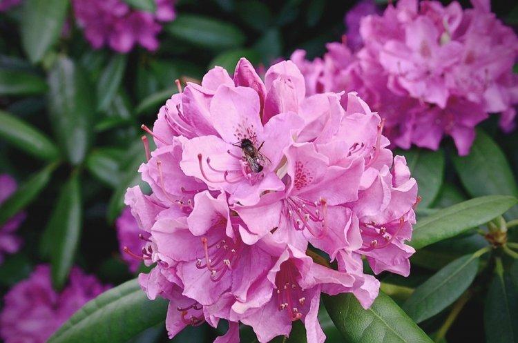 Rhododendron - photo