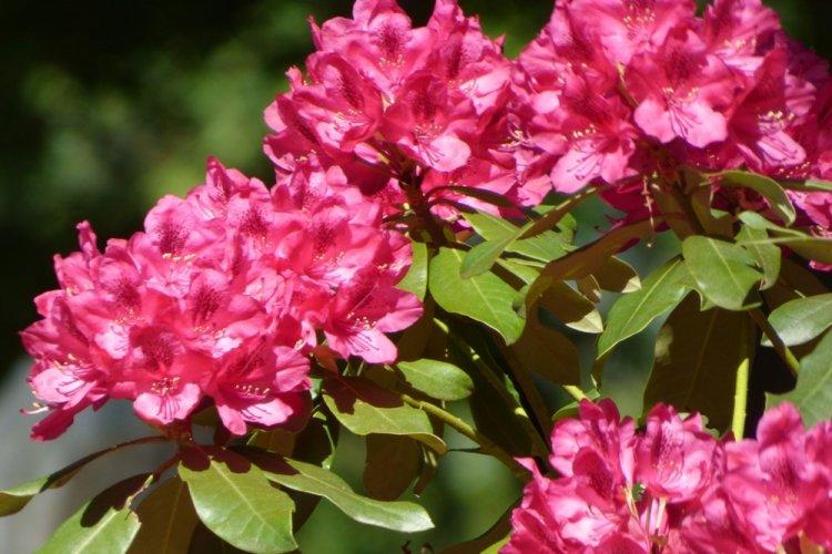 Rhododendron - photo