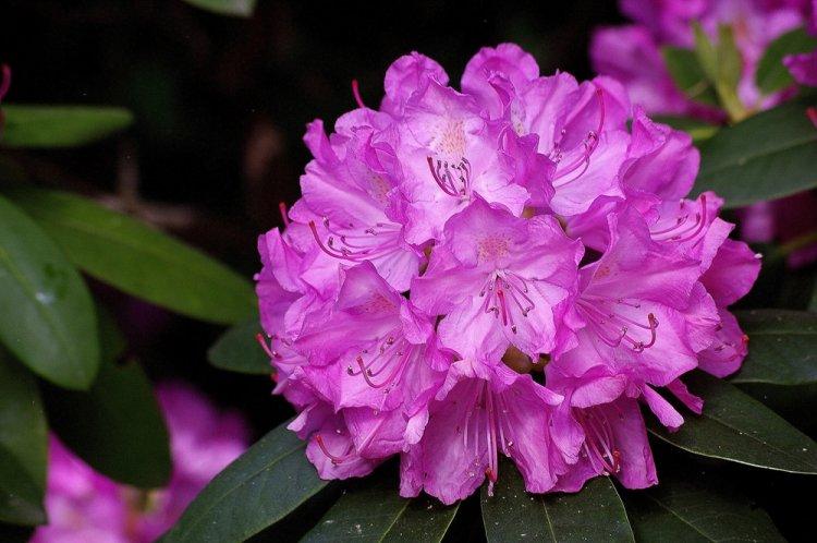 Rhododendron - photo