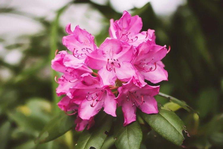 Rhododendron - photo